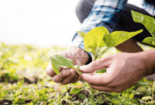 Nuovi fondi per l’agricoltura umbra: 76 milioni di euro per sostenibilità, innovazione e giovani 48 Nuovi fondi per l’agricoltura umbra: 76 milioni di euro per sostenibilità, innovazione e giovani 47