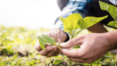 Al via il nuovo bando per l’insediamento dei giovani agricoltori, plafond da 6,5 milioni 18 Al via il nuovo bando per l’insediamento dei giovani agricoltori, plafond da 6,5 milioni 17