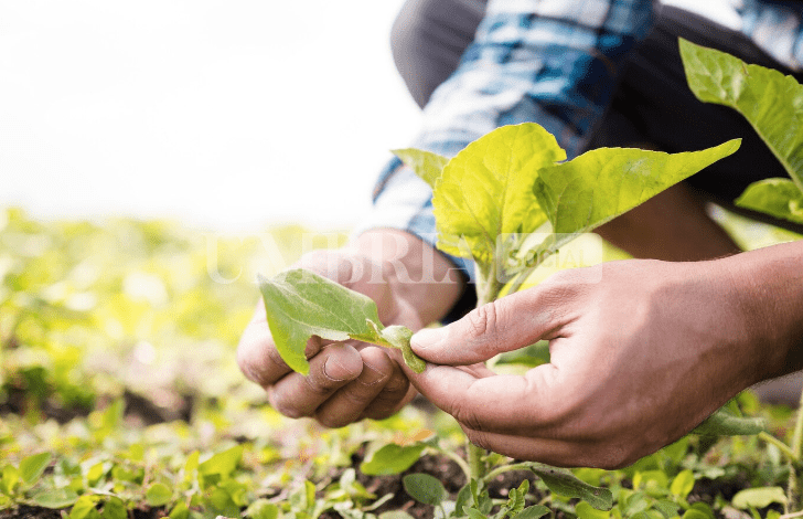 Al via il nuovo bando per l’insediamento dei giovani agricoltori, plafond da 6,5 milioni 2 Al via il nuovo bando per l’insediamento dei giovani agricoltori, plafond da 6,5 milioni 1