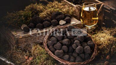 Urbani Tartufi fa chiarezza su informazioni imprecise che danneggiano l’intera filiera 5