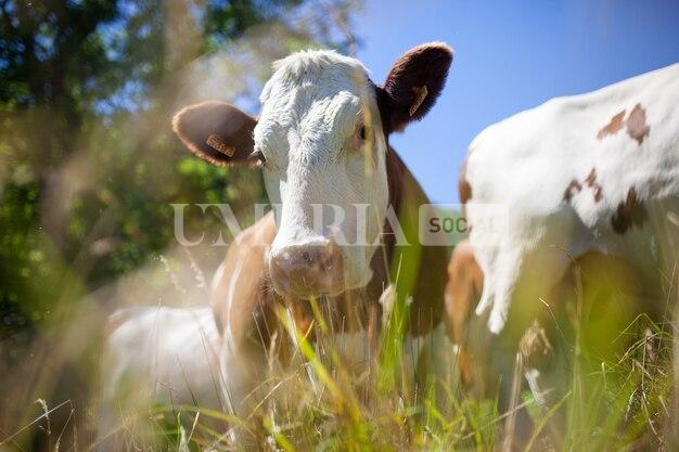 A Castiglione del Lago ecco il progetto “La casa degli animali LAV” 2 A Castiglione del Lago ecco il progetto “La casa degli animali LAV” 1