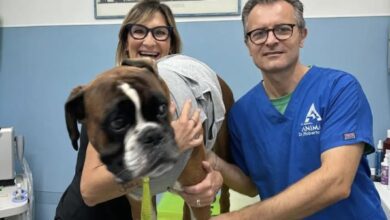 Pablo, il cane Boxer guarito da un disturbo cardiaco grazie a un intervento chirurgico innovativo 9