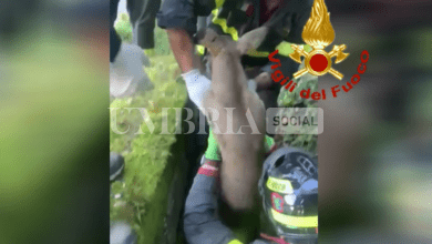 Capriolo incastrato in un cunicolo: salvato dai pompieri 7