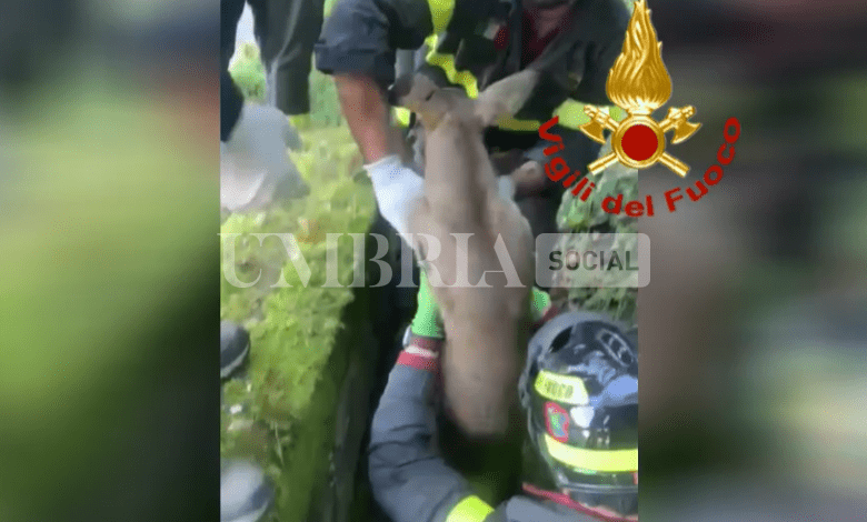 Capriolo incastrato in un cunicolo: salvato dai pompieri 2 Capriolo incastrato in un cunicolo: salvato dai pompieri 1