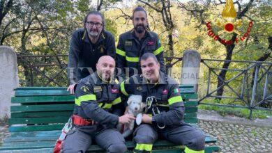 Cucciolo di pastore maremmano cade in un dirupo: King salvato dai pompieri - e dal sottobosco 1