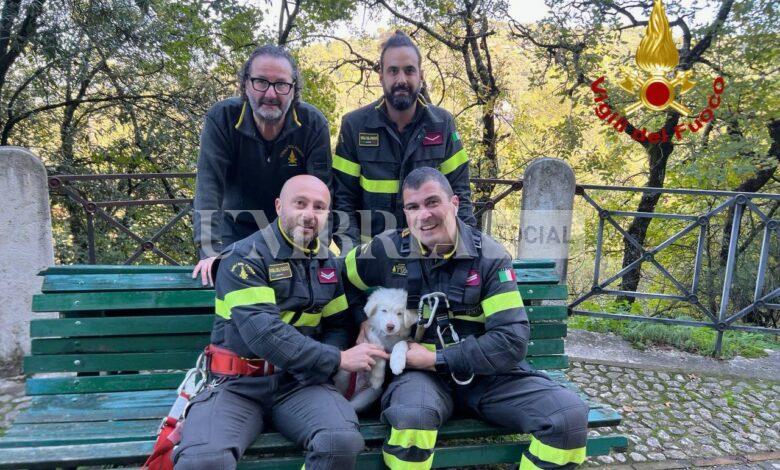 Cucciolo di pastore maremmano cade in un dirupo: King salvato dai pompieri - e dal sottobosco 1