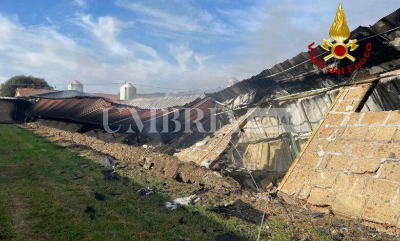 Maxi incendio a Città di Castello in un'azienda avicola: morti numerosi animali (foto) 2 Maxi incendio a Città di Castello in un'azienda avicola: morti numerosi animali (foto) 1