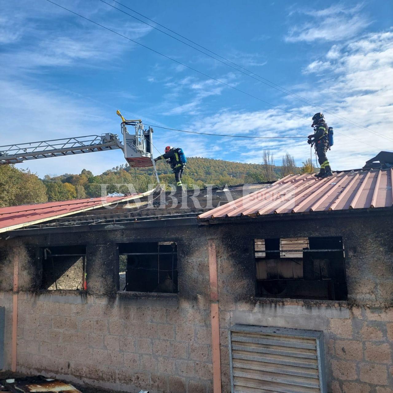 Maxi incendio a Città di Castello in un'azienda avicola: morti numerosi animali (foto) 5