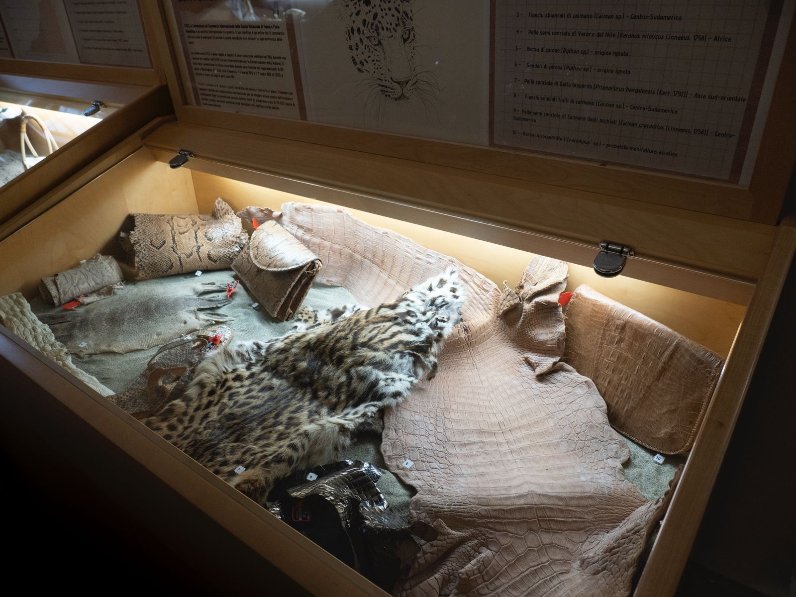 Al Museo Malakos di Città di Castello la collezione Cites di materiali confiscati 11