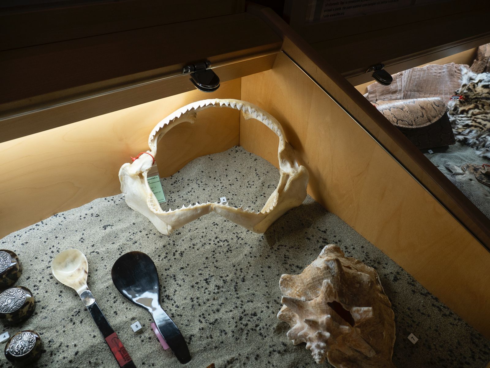 Al Museo Malakos di Città di Castello la collezione Cites di materiali confiscati 17