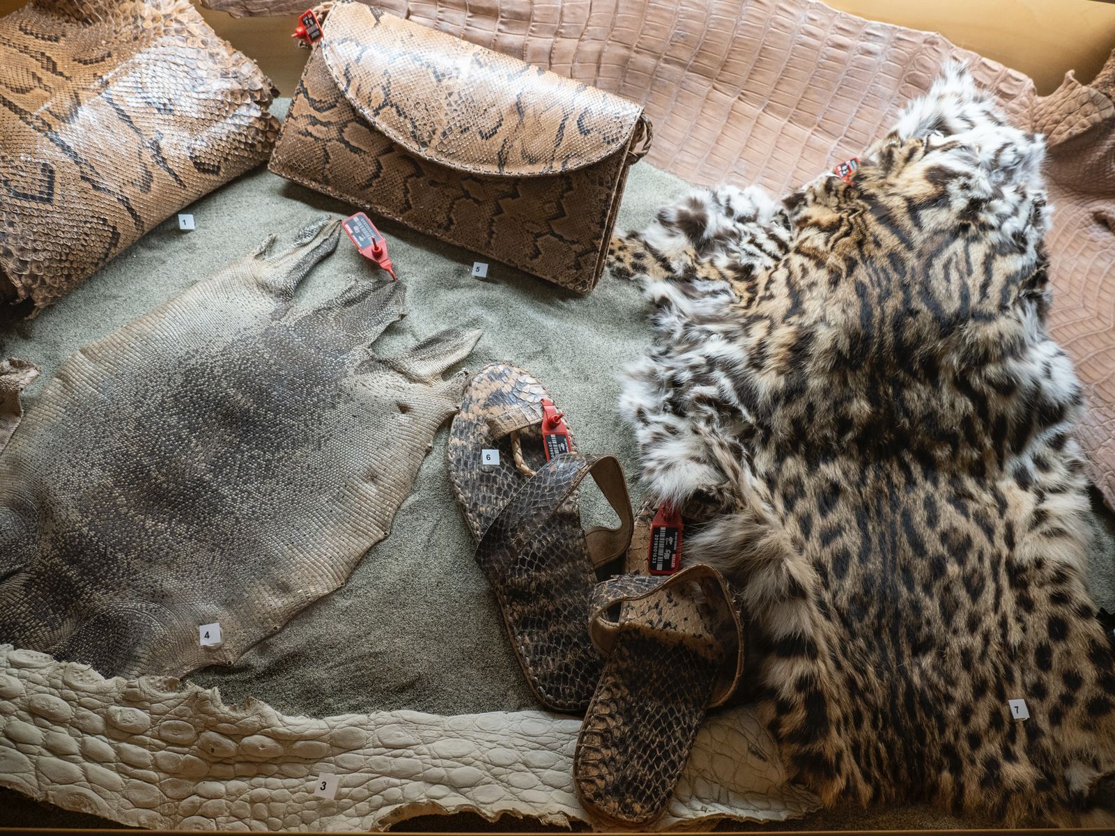 Al Museo Malakos di Città di Castello la collezione Cites di materiali confiscati 15