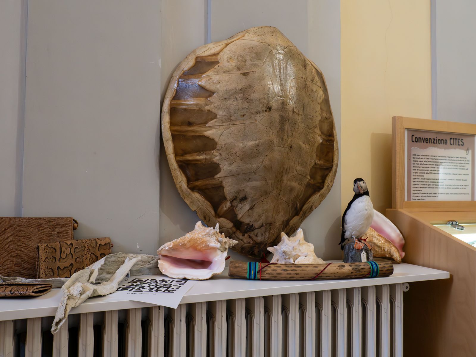 Al Museo Malakos di Città di Castello la collezione Cites di materiali confiscati 21