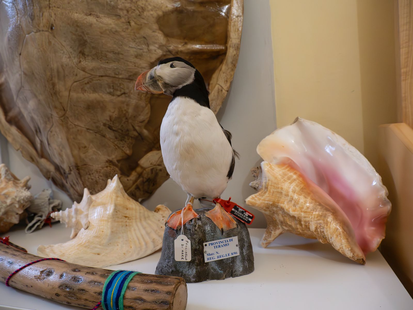Al Museo Malakos di Città di Castello la collezione Cites di materiali confiscati 23