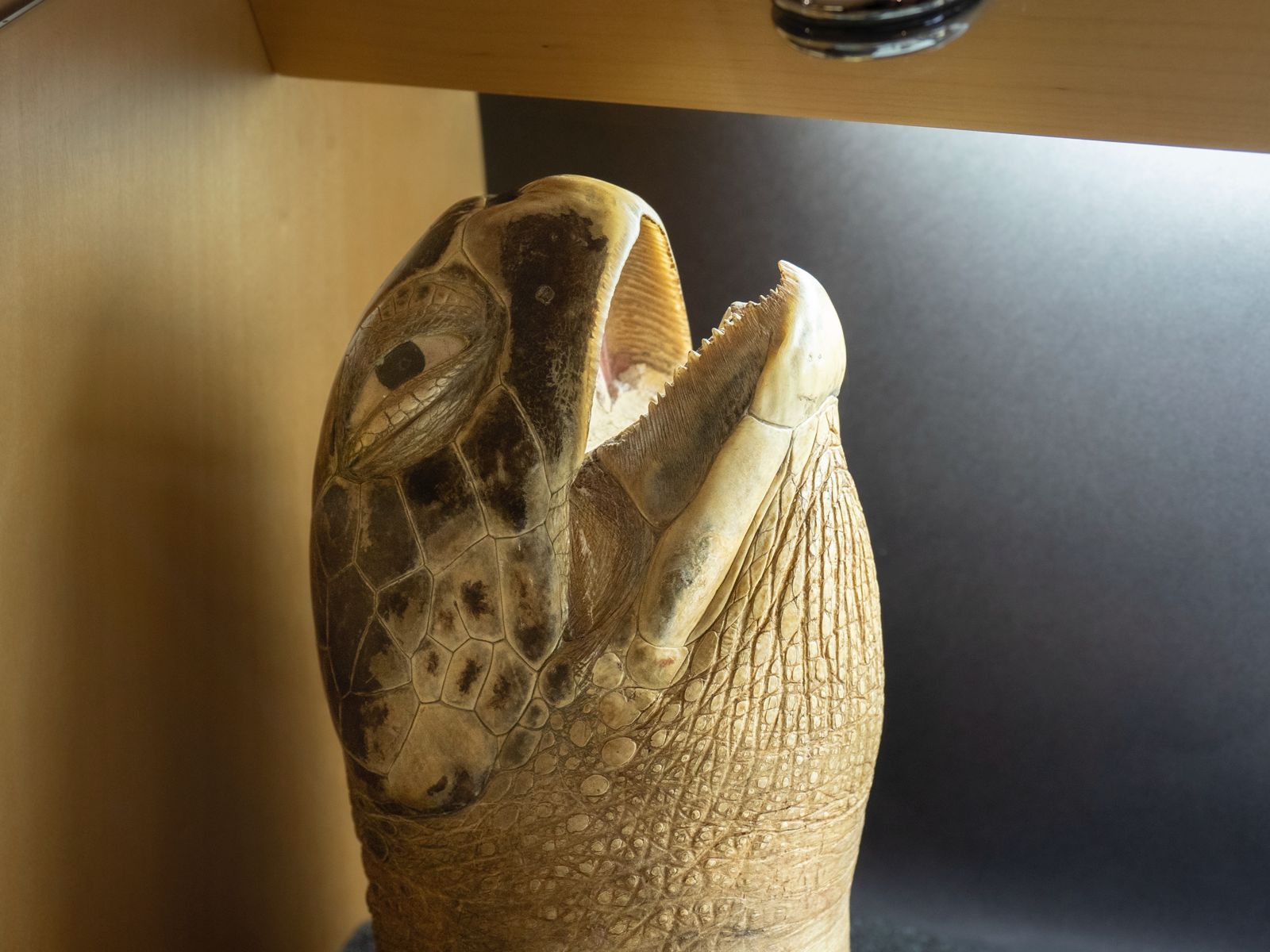 Al Museo Malakos di Città di Castello la collezione Cites di materiali confiscati 25