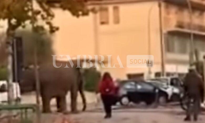 Elefante a spasso per Amelia, botta e risposta animalisti - Comune: "Pericoloso e diseducativo" "L'animale non era scappato" 2 Elefante a spasso per Amelia, botta e risposta animalisti - Comune: "Pericoloso e diseducativo" "L'animale non era scappato" 1
