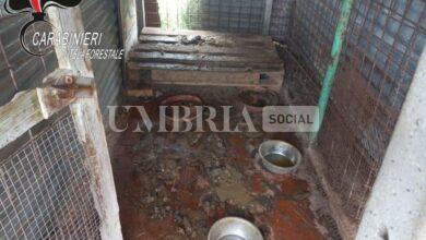 Cani maltrattati, sequestro da parte dei Carabinieri Forestali di Città della Pieve 16 Cani maltrattati, sequestro da parte dei Carabinieri Forestali di Città della Pieve 15