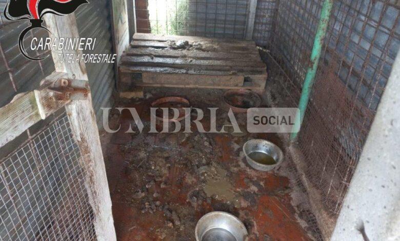Cani maltrattati, sequestro da parte dei Carabinieri Forestali di Città della Pieve 2 Cani maltrattati, sequestro da parte dei Carabinieri Forestali di Città della Pieve 1