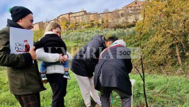 A Città della Pieve il Comune mette a dimora 36 alberi 21
