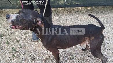 Cane denutrito e invaso da parassiti: denunciato un 45enne 11