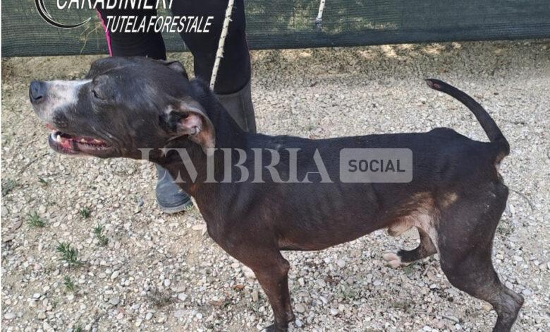Cane denutrito e invaso da parassiti: denunciato un 45enne 2 Cane denutrito e invaso da parassiti: denunciato un 45enne 1