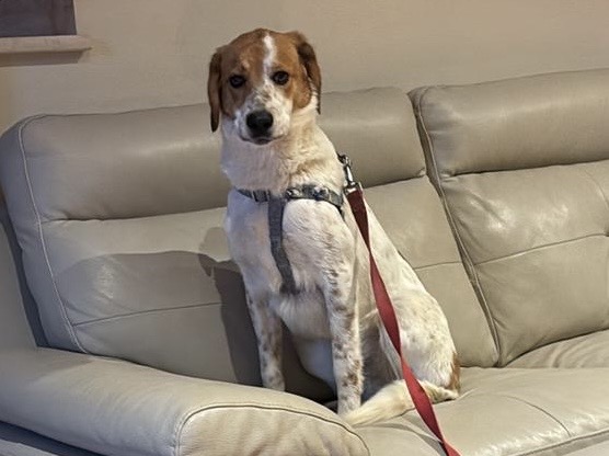 Ritrovato Grisù dopo 23 giorni di latitanza: il cane adottato dalla Campania era fuggito da Bettona (foto) 7