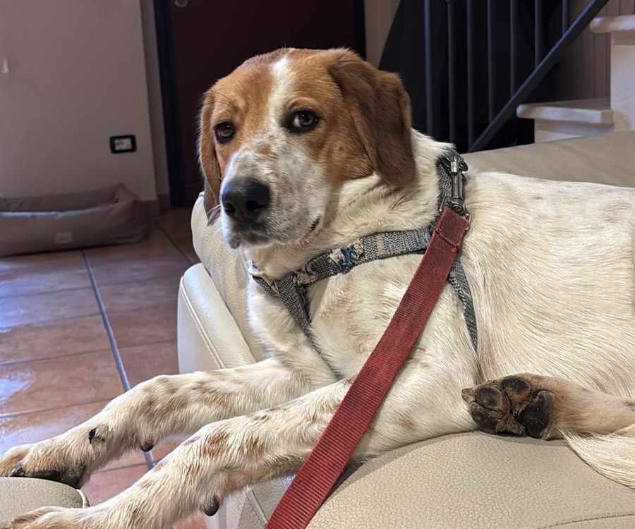 Ritrovato Grisù dopo 23 giorni di latitanza: il cane adottato dalla Campania era fuggito da Bettona (foto) 9