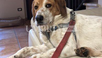 Ritrovato Grisù dopo 23 giorni di latitanza: il cane adottato dalla Campania era fuggito da Bettona (foto) 12 Ritrovato Grisù dopo 23 giorni di latitanza: il cane adottato dalla Campania era fuggito da Bettona (foto) 11