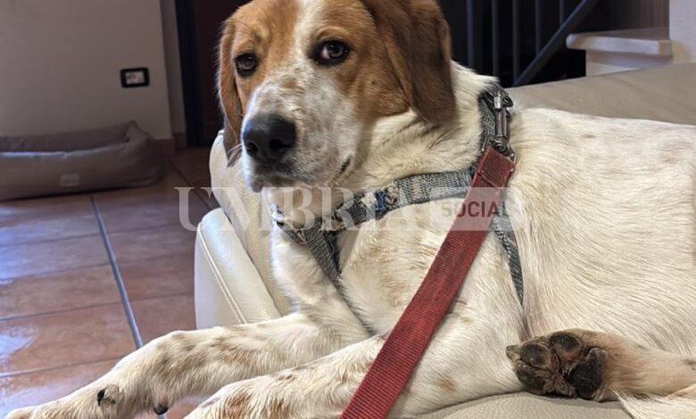 Ritrovato Grisù dopo 23 giorni di latitanza: il cane adottato dalla Campania era fuggito da Bettona (foto) 2 Ritrovato Grisù dopo 23 giorni di latitanza: il cane adottato dalla Campania era fuggito da Bettona (foto) 1