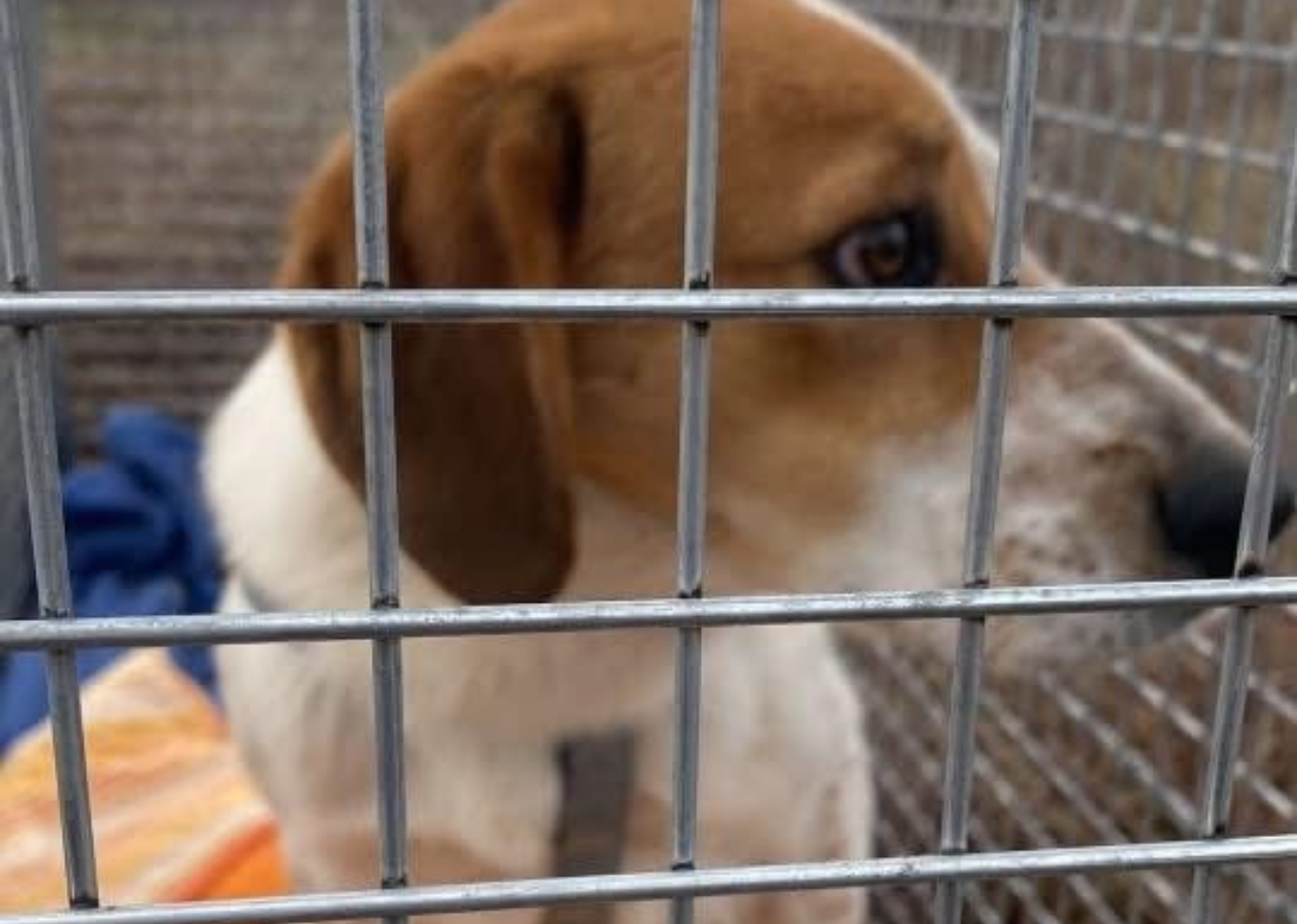 Ritrovato Grisù dopo 23 giorni di latitanza: il cane adottato dalla Campania era fuggito da Bettona (foto) 11