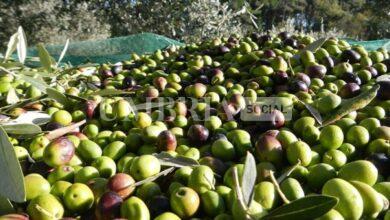 Ottima annata per l’olio umbro: forte crescita della produzione ma la resa non è eccezionale 19