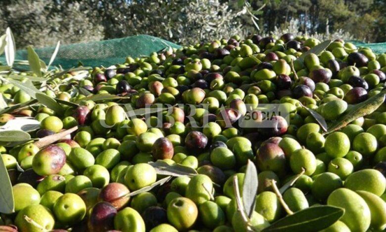 Ottima annata per l’olio umbro: forte crescita della produzione ma la resa non è eccezionale 1