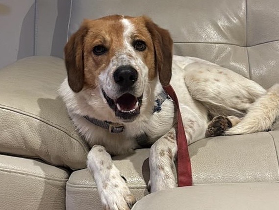 Ritrovato Grisù dopo 23 giorni di latitanza: il cane adottato dalla Campania era fuggito da Bettona (foto) 5