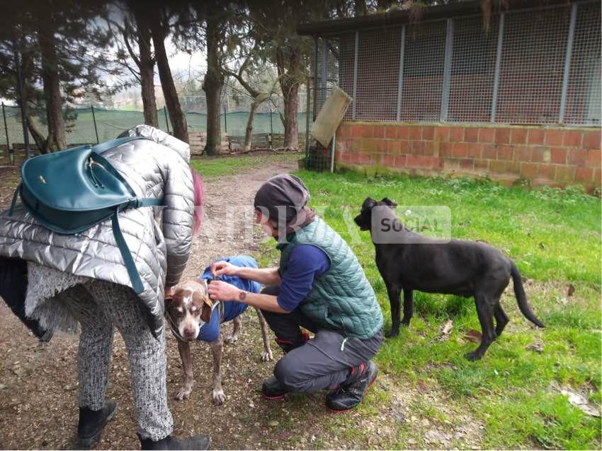 Andrew trova casa dopo 11 anni in canile: adottato il "nonno" della struttura (foto) 5