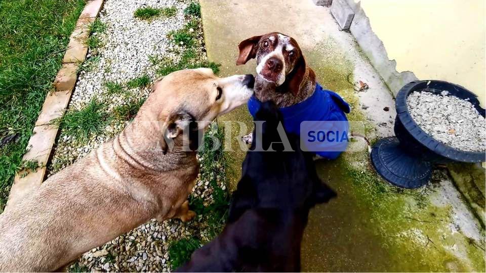 Andrew trova casa dopo 11 anni in canile: adottato il "nonno" della struttura (foto) 9
