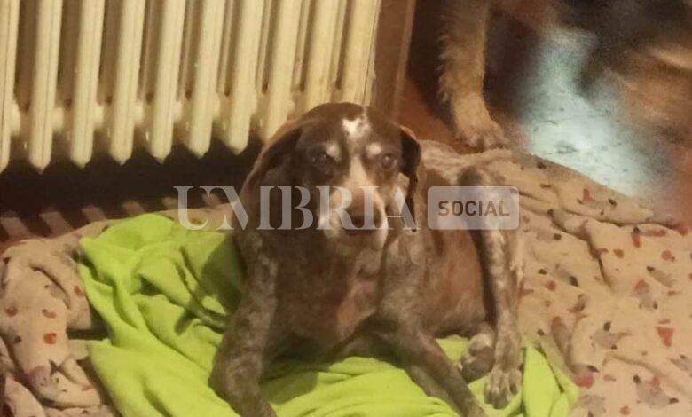 Andrew trova casa dopo 11 anni in canile: adottato il "nonno" della struttura (foto) 2 Andrew trova casa dopo 11 anni in canile: adottato il "nonno" della struttura (foto) 1