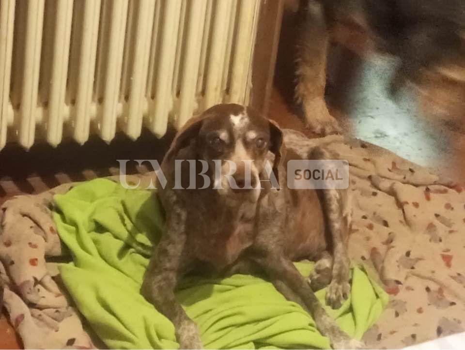 Andrew trova casa dopo 11 anni in canile: adottato il "nonno" della struttura (foto) 3