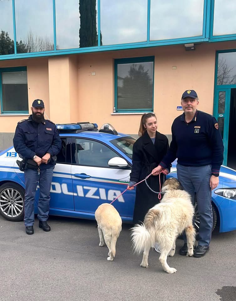 Coco e Giorgione scappano dal recinto per paura dei botti, in salvo grazie alla Polizia di Stato (foto) 3