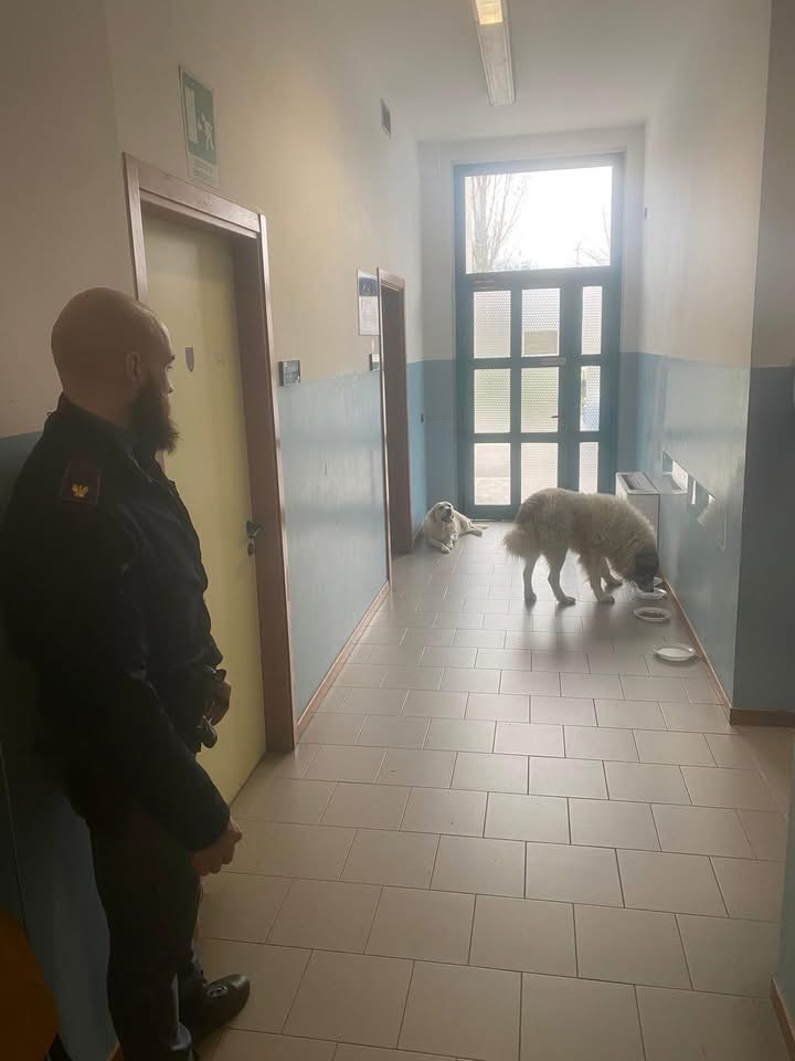 Coco e Giorgione scappano dal recinto per paura dei botti, in salvo grazie alla Polizia di Stato (foto) 5