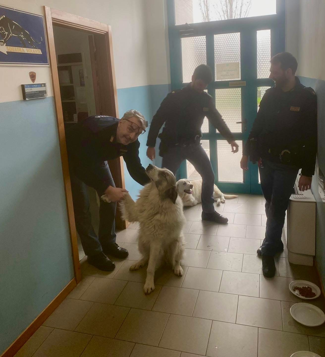 Coco e Giorgione scappano dal recinto per paura dei botti, in salvo grazie alla Polizia di Stato (foto) 7