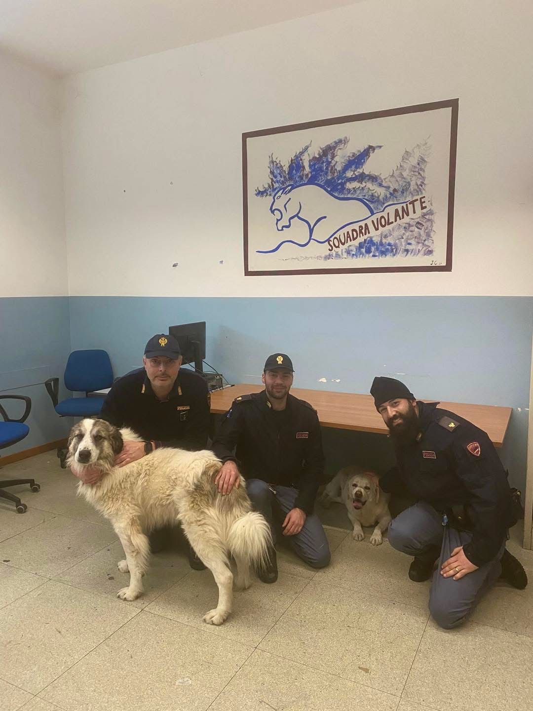 Coco e Giorgione scappano dal recinto per paura dei botti, in salvo grazie alla Polizia di Stato (foto) 9