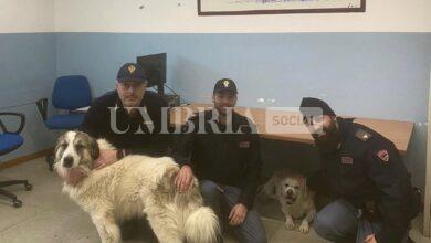Coco e Giorgione scappano dal recinto per paura dei botti, in salvo grazie alla Polizia di Stato (foto) 11