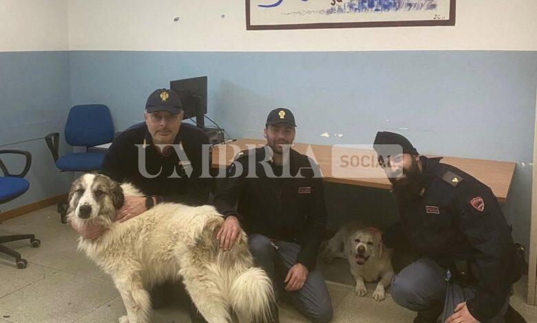 Coco e Giorgione scappano dal recinto per paura dei botti, in salvo grazie alla Polizia di Stato (foto) 2 Coco e Giorgione scappano dal recinto per paura dei botti, in salvo grazie alla Polizia di Stato (foto) 1