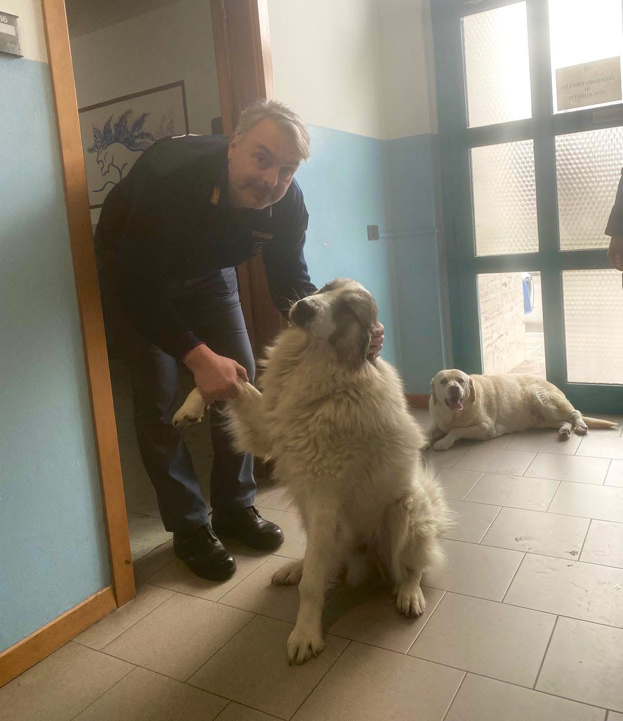 Coco e Giorgione scappano dal recinto per paura dei botti, in salvo grazie alla Polizia di Stato (foto) 11