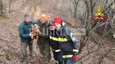 Cane incastrato in un cunicolo nel bosco, salvato dai vigili del fuoco 6
