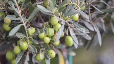 L’Umbria celebra l’oro verde: Spoleto ospita la quarta edizione dell’Anteprima dell’Olio Dop 12 L’Umbria celebra l’oro verde: Spoleto ospita la quarta edizione dell’Anteprima dell’Olio Dop 11