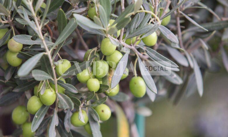 L’Umbria celebra l’oro verde: Spoleto ospita la quarta edizione dell’Anteprima dell’Olio Dop 1