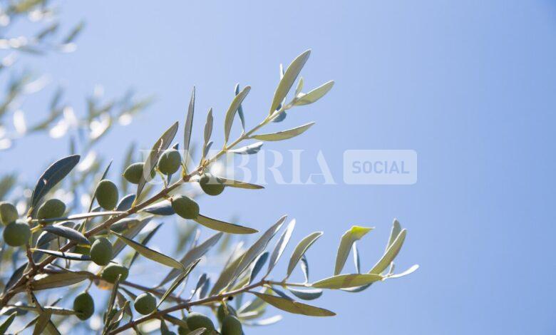 L'ulivo come simbolo del futuro: la cultura dell'olio in Umbria 2 L'ulivo come simbolo del futuro: la cultura dell'olio in Umbria 1