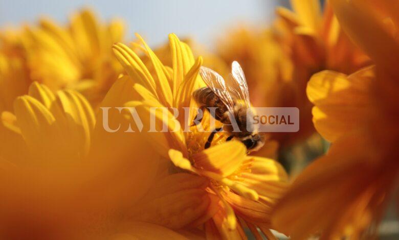 Torna il bando + Api per dar vita alle "oasi fiorite per la biodiversità" 1