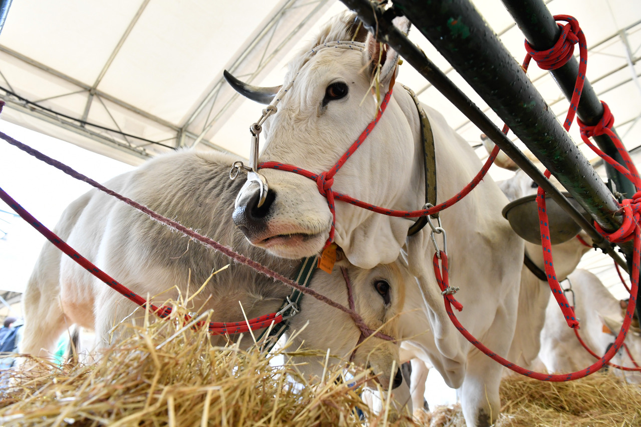 Agriumbria 2025: allevatori protagonisti della zootecnia sostenibile, con un focus su qualità, biodiversità e innovazione 5