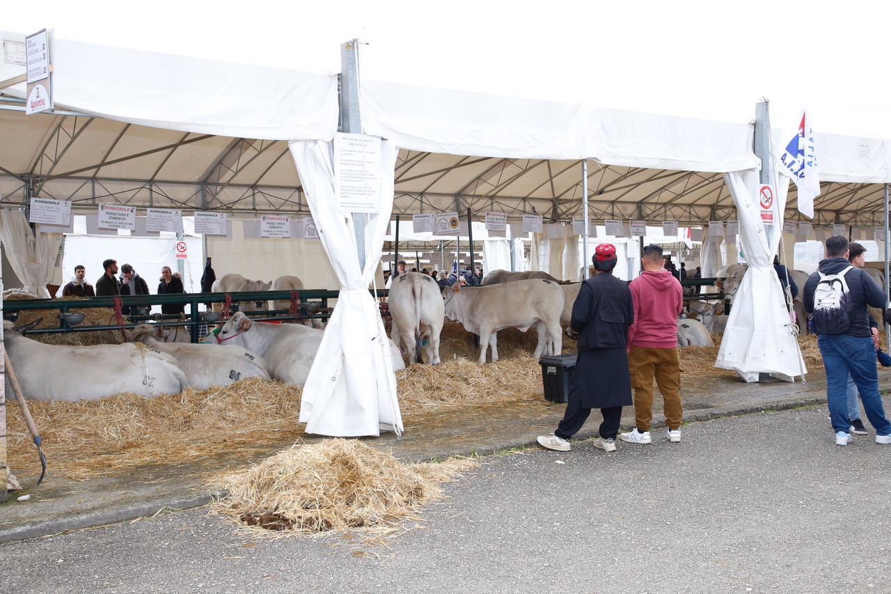 Agriumbria, festa dell’agricoltura italiana. Fiera a doppia vocazione: business ed evento popolare (foto) 9